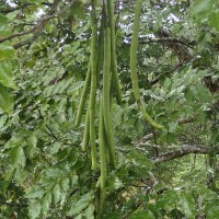 Cassia fistula L.